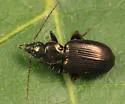 Agonum ferreum - photo 3