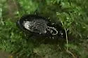 Agonum ferreum - photo 4