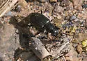 Agonum ferreum - photo 5