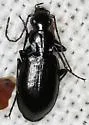 Agonum ferruginosum - photo 2