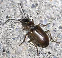 Agonum ferruginosum - photo 3