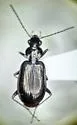 Agonum ferruginosum - photo 4