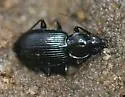 Agonum fidele