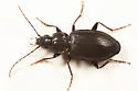 Agonum fidele - photo 2