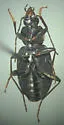Agonum fidele - photo 3