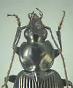 Agonum fidele - photo 4