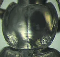Agonum fidele - photo 5