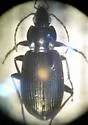 Agonum fossiger - Agonum fossiger
