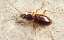 Agonum galvestonicum - Agonum galvestonicum