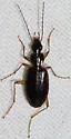 Agonum galvestonicum - photo 2