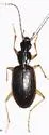 Agonum galvestonicum - photo 3
