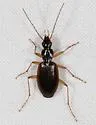 Agonum galvestonicum - photo 4