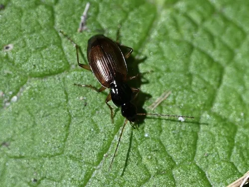 Gracious Ground Beetle - Agonum gratiosum