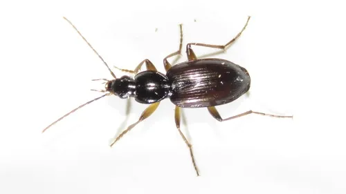 Gracious Ground Beetle - photo 2
