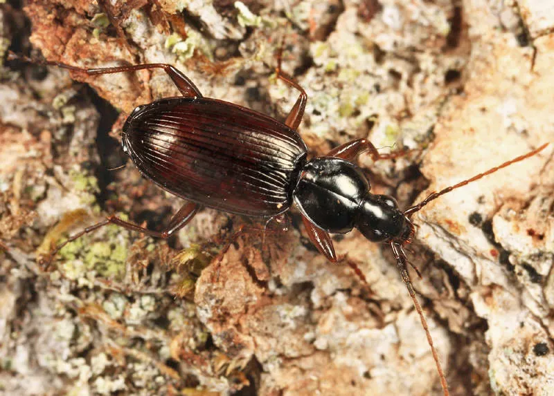 Gracious Ground Beetle - photo 3