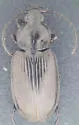 Agonum harrisii - photo 2