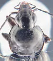 Agonum harrisii - photo 3