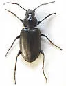 Agonum harrisii - photo 5
