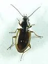 Agonum limbatum - photo 2