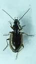 Agonum limbatum - photo 3