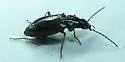 Agonum limbatum - photo 4