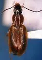 Agonum lutulentum - photo 2