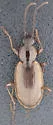 Agonum lutulentum - photo 3