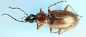 Agonum lutulentum - photo 4