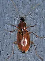 Agonum lutulentum - photo 5