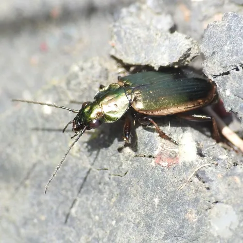 Agonum marginatum