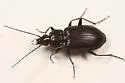 Agonum melanarium - photo 2