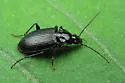 Agonum melanarium - photo 3