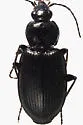 Agonum melanarium - photo 4