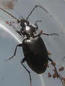Agonum melanarium - photo 5