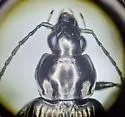 Agonum metallescens - photo 2