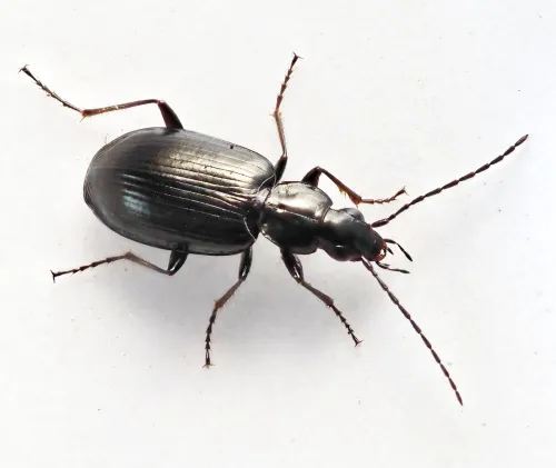 Agonum micans - Agonum micans
