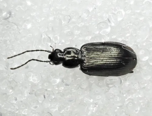 Agonum micans - photo 2