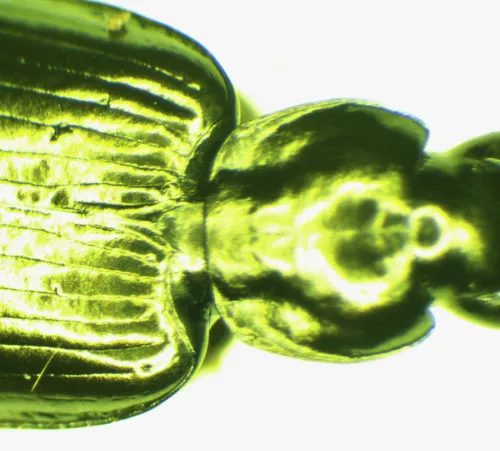 Agonum micans - photo 3