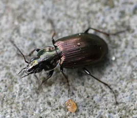 Agonum muelleri