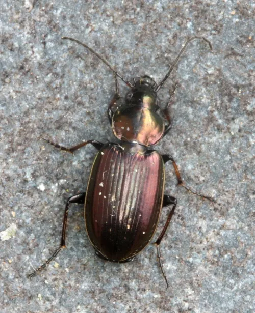 Agonum muelleri - photo 2