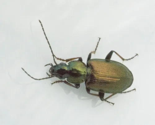 Agonum muelleri - photo 3