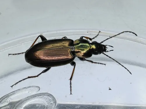 Agonum muelleri - photo 4
