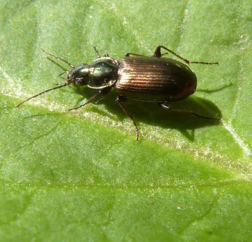 Agonum muelleri - photo 5