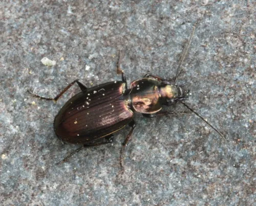 Agonum muelleri - photo 6