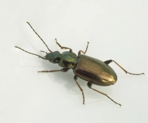 Agonum muelleri - photo 7