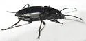 Agonum muiri - photo 2
