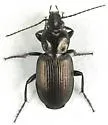Agonum muiri - photo 3