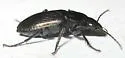 Agonum muiri - photo 4