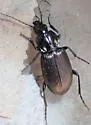 Agonum muiri - photo 5