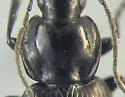 Agonum mutatum - photo 2